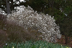 Mohawk Viburnum (Viburnum x burkwoodii 'Mohawk') at Glasshouse Nursery