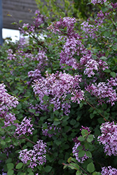 Bloomerang Lilac (Syringa 'Penda') at Glasshouse Nursery