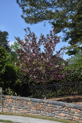 Royal Burgundy Flowering Cherry (Prunus serrulata 'Royal Burgundy') at Glasshouse Nursery