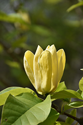 Yellow Bird Magnolia (Magnolia 'Yellow Bird') at Glasshouse Nursery