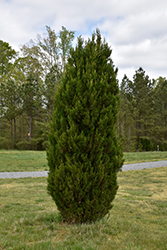 Spartan Juniper (Juniperus chinensis 'Spartan') at Glasshouse Nursery