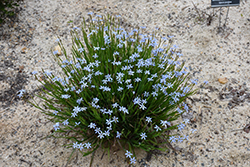 Narrowleaf Blue-Eyed Grass (Sisyrinchium angustifolium) at Glasshouse Nursery