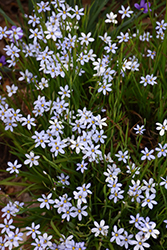 Narrowleaf Blue-Eyed Grass (Sisyrinchium angustifolium) at Glasshouse Nursery