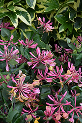 Goldflame Honeysuckle (Lonicera x heckrottii) at Glasshouse Nursery