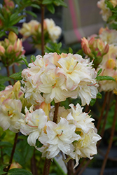 Cannon's Double Azalea (Rhododendron 'Cannon's Double') at Glasshouse Nursery