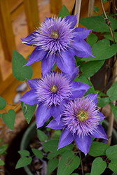 Multi Blue Clematis (Clematis 'Multi Blue') at Glasshouse Nursery