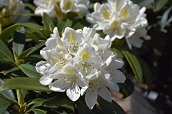 Chionoides Rhododendron (Rhododendron catawbiense 'Chionoides') at Glasshouse Nursery