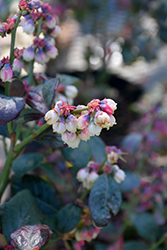 Pink Icing Blueberry (Vaccinium 'ZF06-079') at Glasshouse Nursery