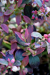 Pink Icing Blueberry (Vaccinium 'ZF06-079') at Glasshouse Nursery