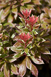 Little Heath Japanese Pieris (Pieris japonica 'Little Heath') at Glasshouse Nursery