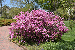 Olga Mezitt Rhododendron (Rhododendron 'Olga Mezitt') at Glasshouse Nursery