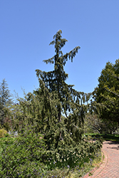 Weeping Nootka Cypress (Chamaecyparis nootkatensis 'Pendula') at Glasshouse Nursery