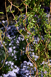 Scarlet Curls Willow (Salix 'Scarlet Curls') at Glasshouse Nursery
