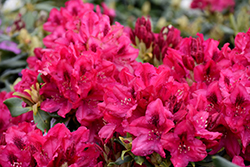 Nova Zembla Rhododendron (Rhododendron 'Nova Zembla') at Glasshouse Nursery