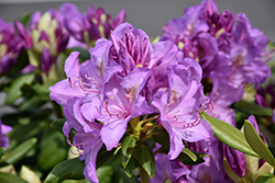 Boursault Rhododendron (Rhododendron catawbiense 'Boursault') at Glasshouse Nursery