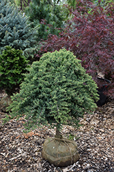 Dwarf Japanese Garden Juniper (tree form) (Juniperus procumbens 'Nana (tree form)') at Glasshouse Nursery