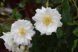 Flower Carpet White Rose (Rosa 'Flower Carpet White') at Glasshouse Nursery