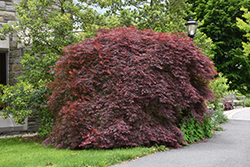 Tamukeyama Japanese Maple (Acer palmatum 'Tamukeyama') at Glasshouse Nursery