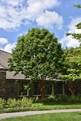 Paperbark Maple (Acer griseum) at Glasshouse Nursery