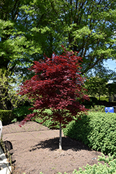Fireglow Japanese Maple (Acer palmatum 'Fireglow') at Glasshouse Nursery