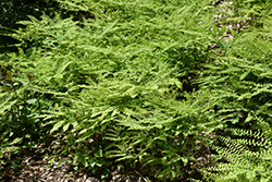 Northern Maidenhair Fern (Adiantum pedatum) at Glasshouse Nursery