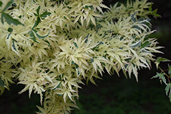 Butterfly Variegated Japanese Maple (Acer palmatum 'Butterfly') at Glasshouse Nursery