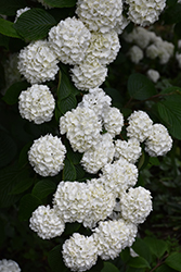 Japanese Snowball Viburnum (Viburnum plicatum) at Glasshouse Nursery