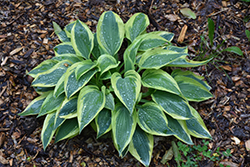 Wolverine Hosta (Hosta 'Wolverine') at Glasshouse Nursery