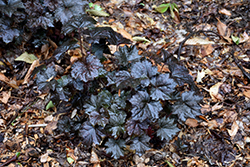 Blackout Coral Bells (Heuchera 'Blackout') at Glasshouse Nursery