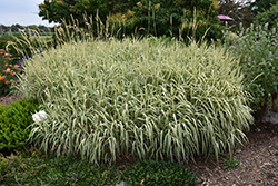 Tricolor Ribbon Grass (Phalaris arundinacea 'Feecy's Form') at Glasshouse Nursery