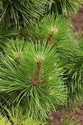 Hornbrookiana Dwarf Austrian Pine (Pinus nigra 'Hornbrookiana') at Glasshouse Nursery