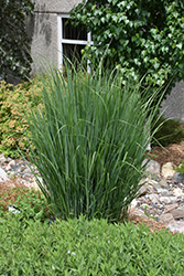 Northwind Switch Grass (Panicum virgatum 'Northwind') at Glasshouse Nursery