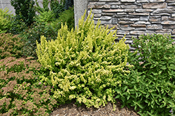 Golden Carousel Japanese Barberry (Berberis 'Bailsel') at Glasshouse Nursery