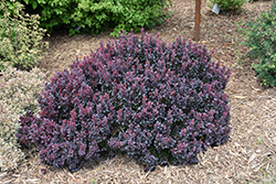 Concorde Japanese Barberry (Berberis thunbergii 'Concorde') at Glasshouse Nursery