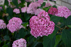 Bella Anna Hydrangea (Hydrangea arborescens 'Bella Anna') at Glasshouse Nursery