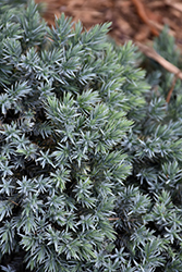 Blue Star Juniper (Juniperus squamata 'Blue Star') at Glasshouse Nursery