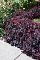 Concorde Japanese Barberry (Berberis thunbergii 'Concorde') at Glasshouse Nursery