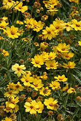 Tequila Sunrise Tickseed (Coreopsis 'Tequila Sunrise') at Glasshouse Nursery
