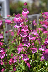 Red Rocks Beard Tongue (Penstemon x mexicali 'Red Rocks') at Glasshouse Nursery