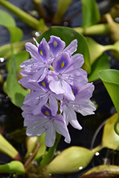 Water Hyacinth (Eichhornia crassipes) at Glasshouse Nursery