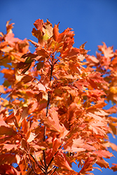 Commemoration Sugar Maple (Acer saccharum 'Commemoration') at Glasshouse Nursery