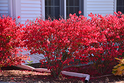 Chicago Fire Burning Bush (Euonymus alatus 'Chicago Fire') at Glasshouse Nursery