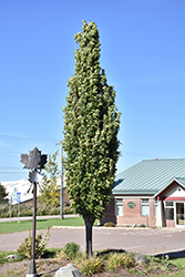 Green Pillar Pin Oak (Quercus palustris 'Pringreen') at Glasshouse Nursery
