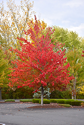 Morgan Maple (Acer rubrum 'Morgan') at Glasshouse Nursery