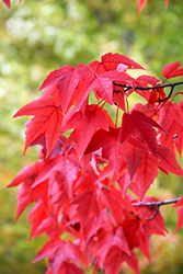 Morgan Maple (Acer rubrum 'Morgan') at Glasshouse Nursery