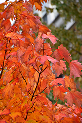 Bowhall Red Maple (Acer rubrum 'Bowhall') at Glasshouse Nursery