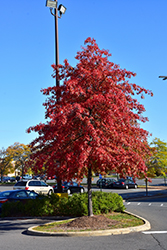 Pin Oak (Quercus palustris) at Glasshouse Nursery