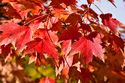 Sun Valley Red Maple (Acer rubrum 'Sun Valley') at Glasshouse Nursery