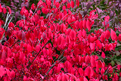 Compact Winged Burning Bush (Euonymus alatus 'Compactus') at Glasshouse Nursery