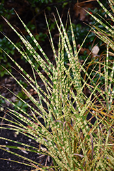 Gold Breeze Maiden Grass (Miscanthus sinensis 'Gold Breeze') at Glasshouse Nursery